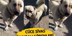 Başı Sivas Kangal, vücudu başka tipte...