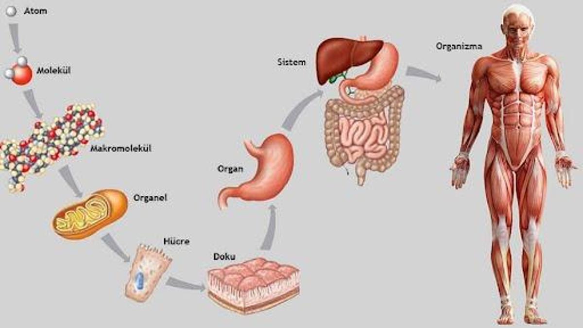 Organın Dokudan Farkı Nedir? Organ İle Doku Farkları Nelerdir?