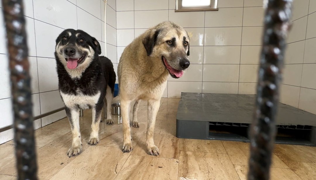 Yok böyle canilik! İki sokak köpeğini zehirleyip kaçtılar