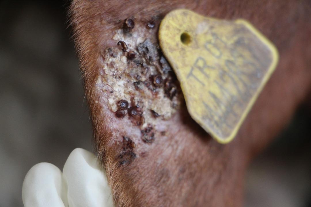 Turkiye-KKKAYA-YAKALAN-PARTS -_772710_228343