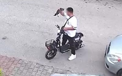 Bolu'da vahşet: Yavru kediyi önce öptü, sonra boğdu